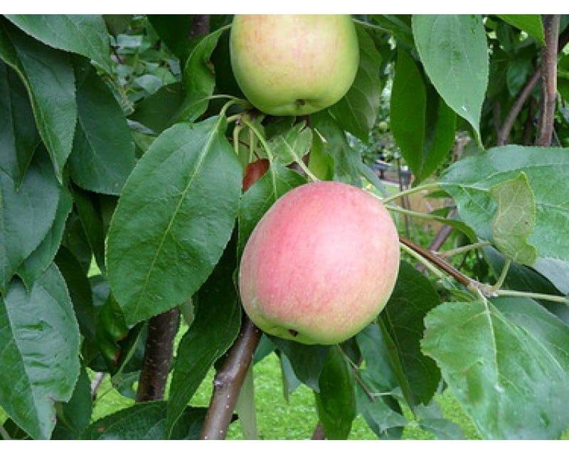 Карликовая яблоня: пошаговое руководство по посадке и уходу за низкорослыми деревьями