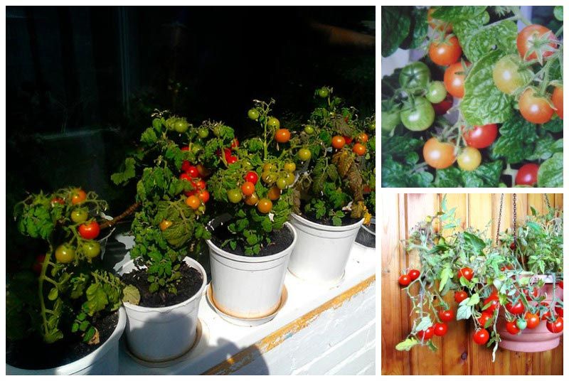 Выбор сорта помидоров для выращивания на подоконнике, правила посева и ухода для начинающих
