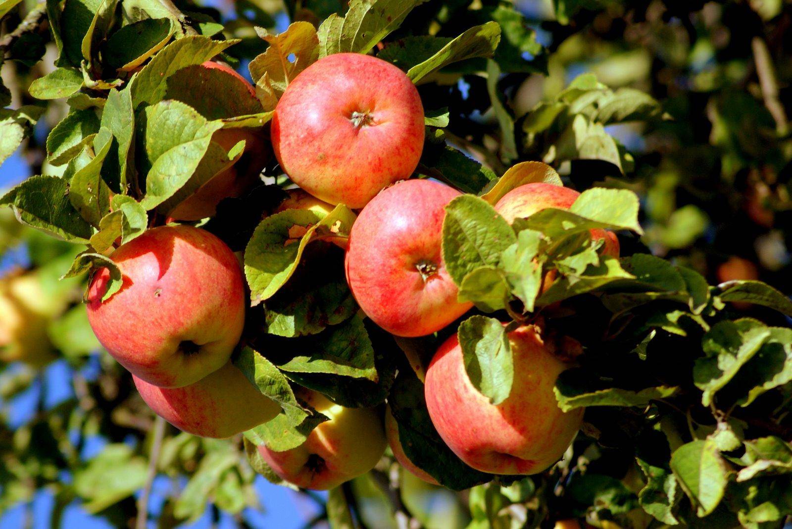 Яблоня яблочный спас - описание сорта, фото, отзывы - журнал "совхозик"
