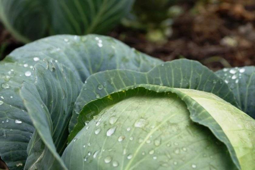 Как избавиться от вредителей капусты без химии: народные рецепты для защиты капусты