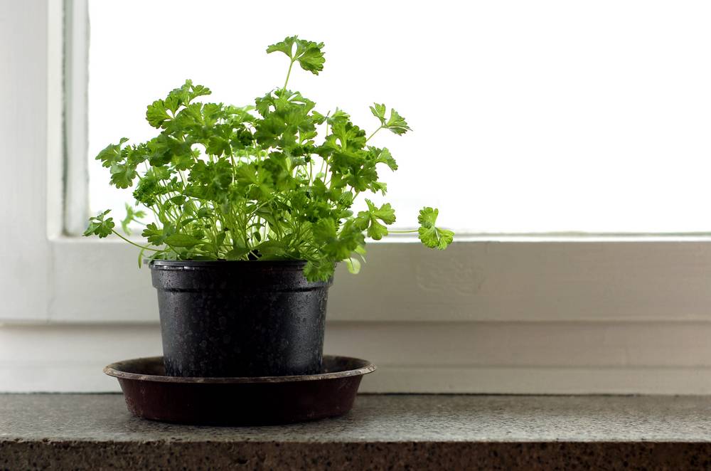 Выращивание кинзы из семян на подоконнике и балконе: будет ли кориандр расти в домашних условиях, как правильно сажать и ухаживать, чтобы получить урожай?