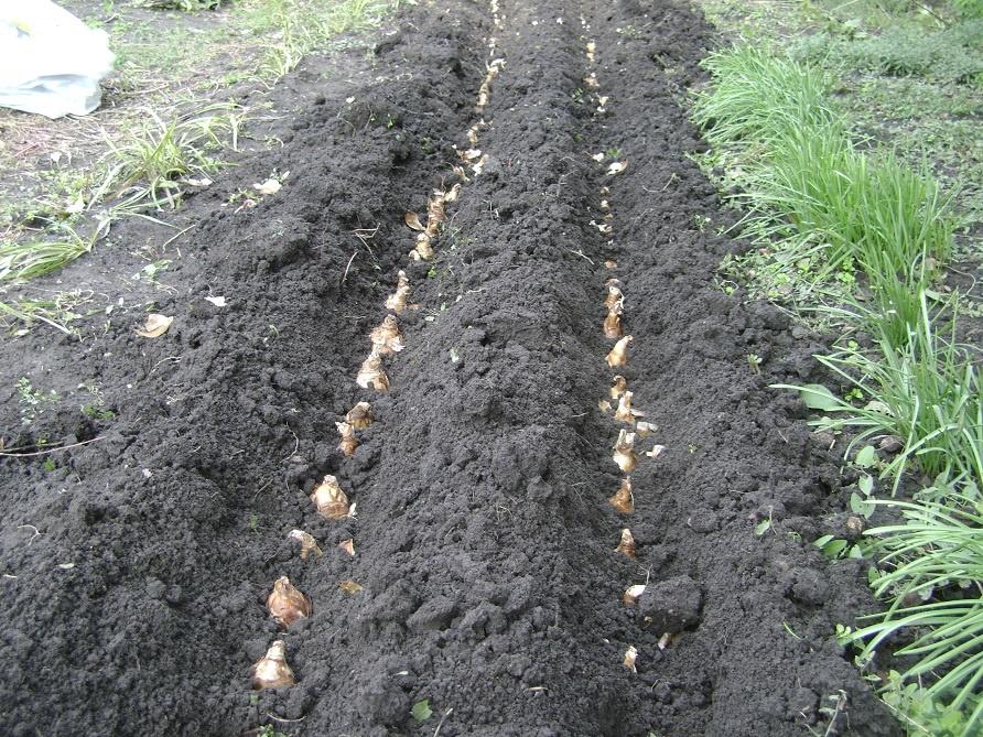 Базилик: выращивание на подоконнике и на огороде