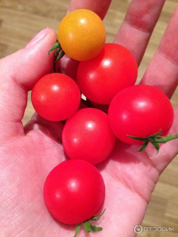 Томат пинк харвест f1: описание сорта, фото и отзывы об урожайности помидоров, характеристики куста