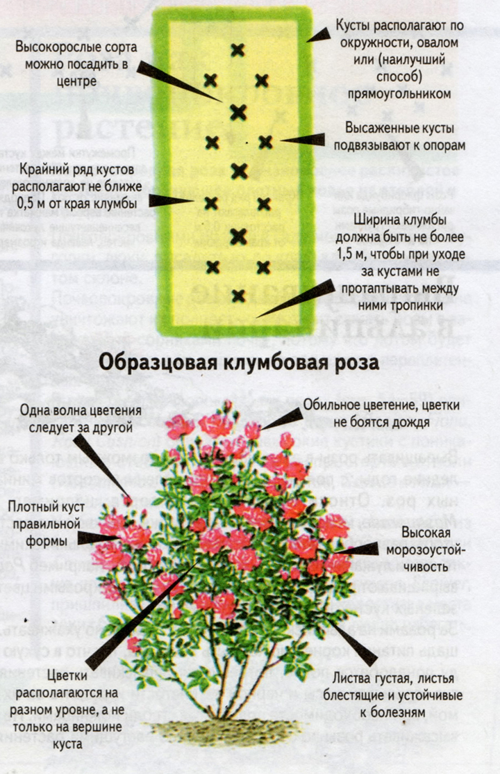 Зеленая роза: лучшие сорта и правила сочетания с другими растениями в декоре сада