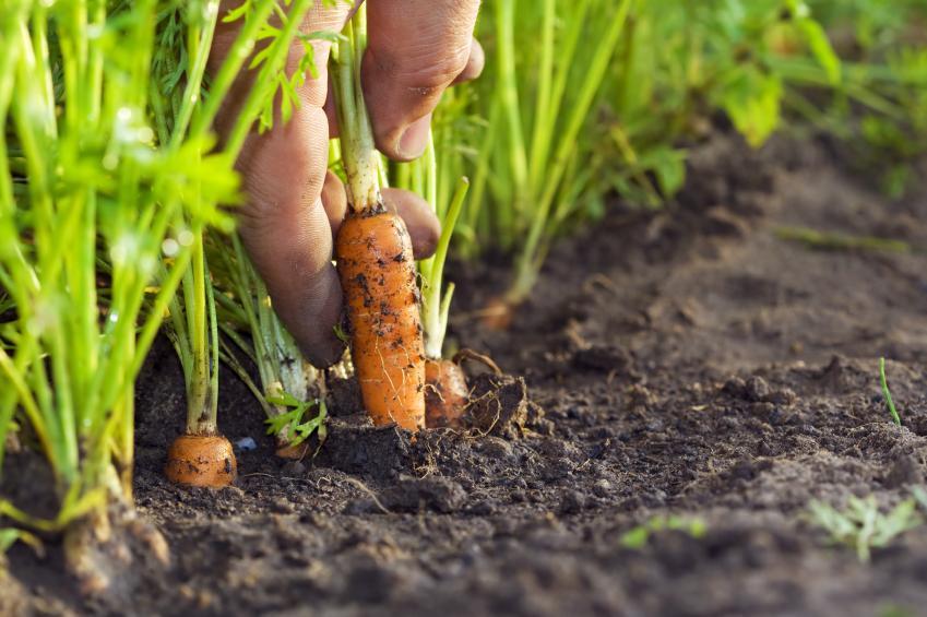 Выращивание моркови в открытом грунте, уход и подкормка