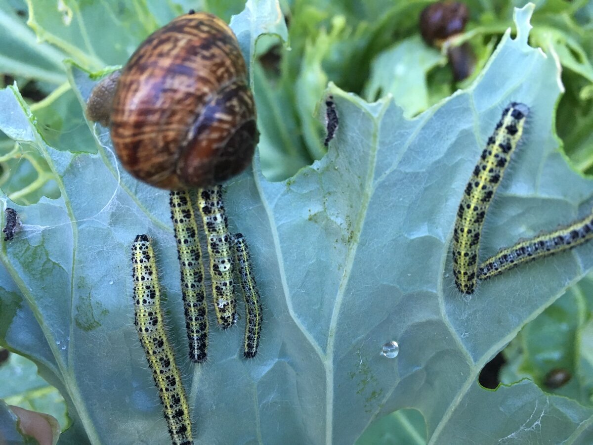 Чем и как обработать капусту от вредителей: виды опасных насекомых и методы борьбы с ними