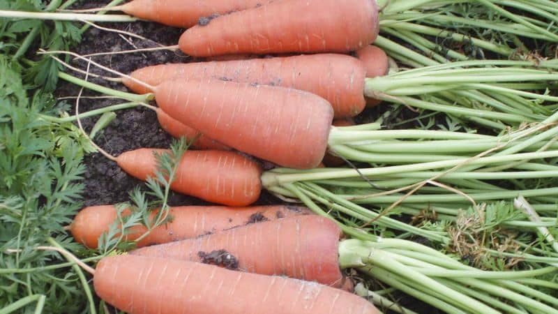 Морковь: выращивание на огороде, хранение, виды