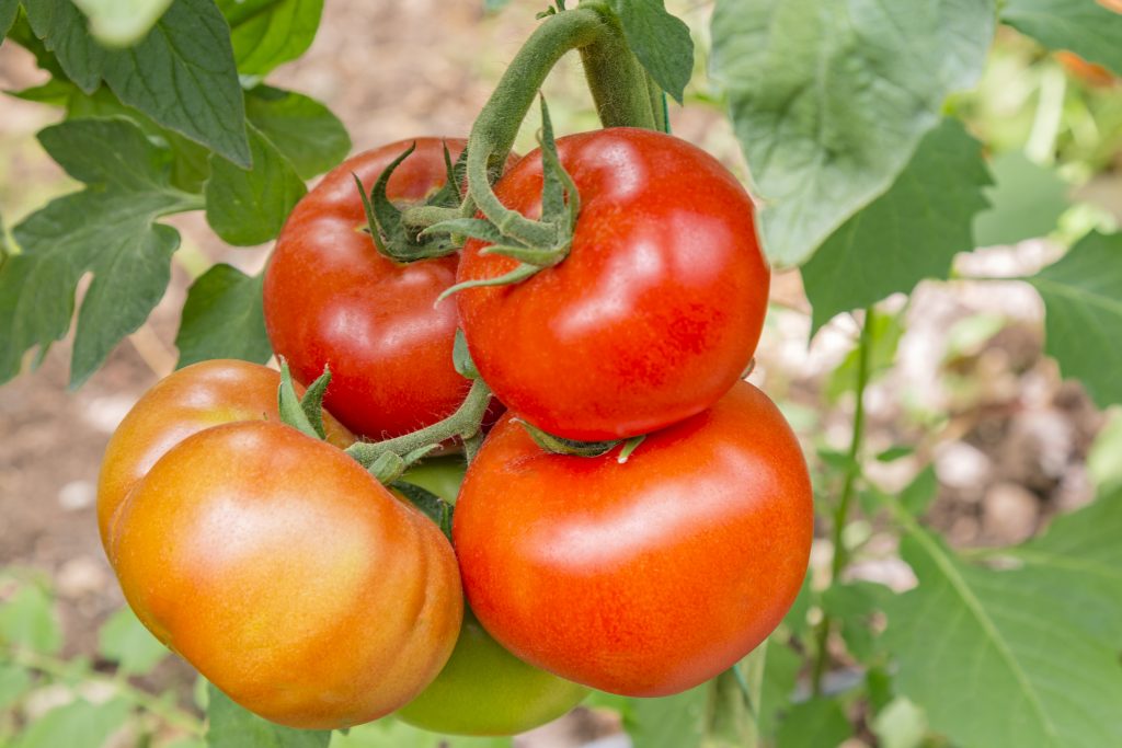 Выращивание томата бабушкино