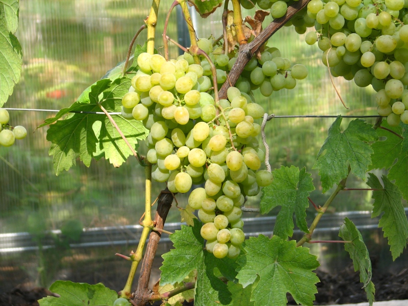 Неприхотливый и полезный для здоровья сорт винограда «восторг идеальный»