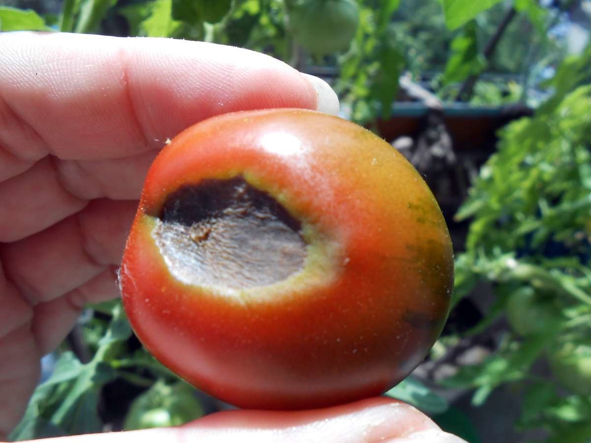 Почему чернеют помидоры? советы по выращиванию помидоров :: syl.ru