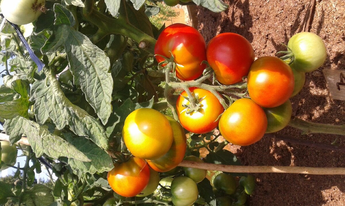 Описание лучших сортов авторских томатов Любови Мязиной, выращивание