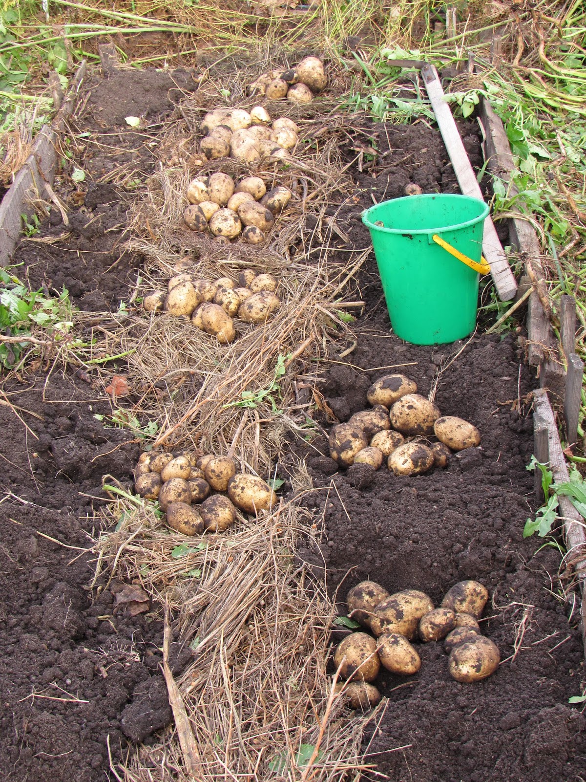 Как выращивать картофель под соломой | во саду и в огороде