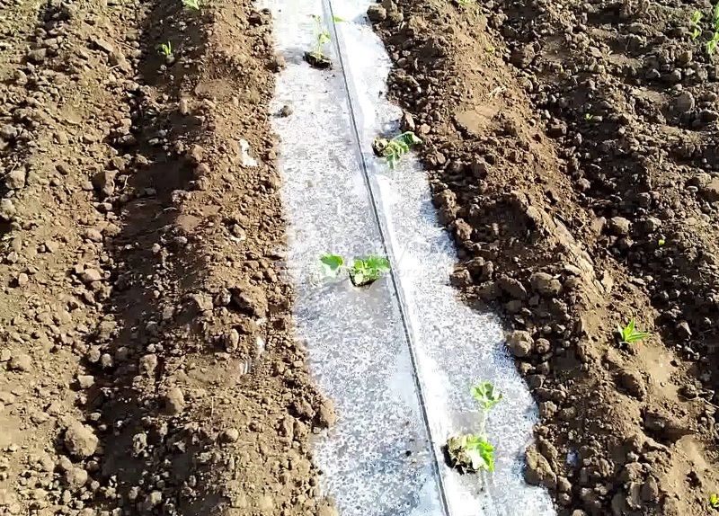 Выращивание арбузов в теплице в подмосковье: посадка и уход, сорт, когда сажать на рассаду + видео