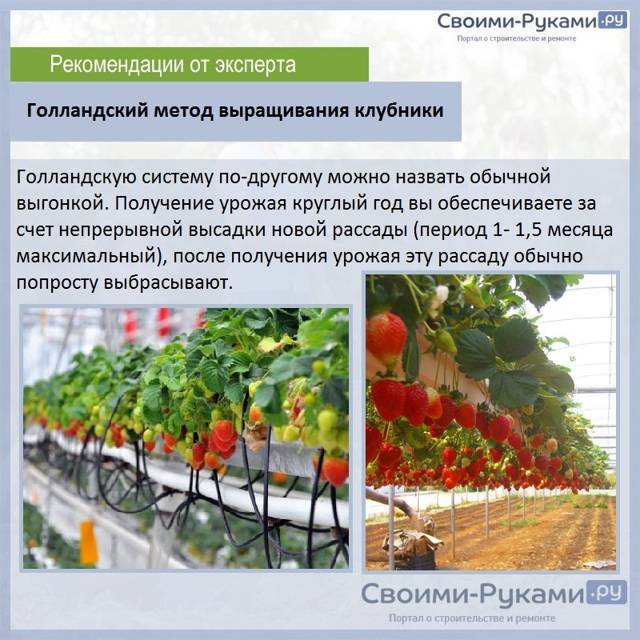 Как выращивать клубнику круглый год в теплице