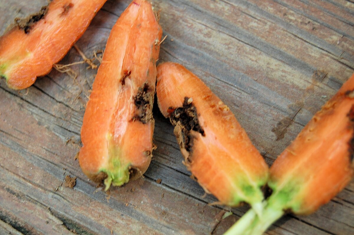 Тля на моркови: обработка народными средствами и препаратами