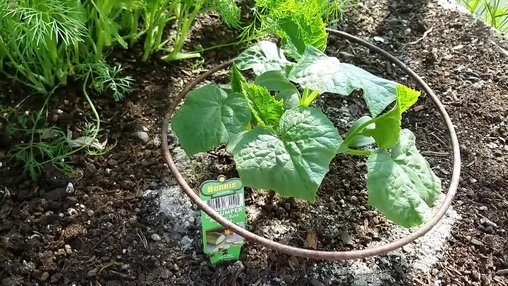 Полезное применение табачной пыли: как обработать капусту от вредителей?