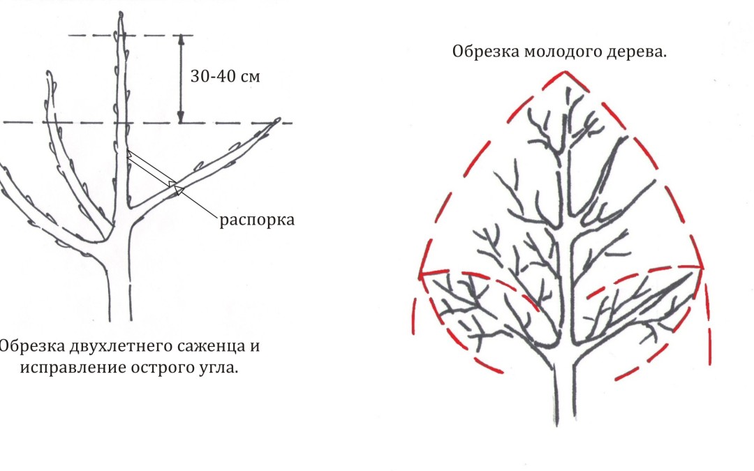 Обрезка яблони осенью схема