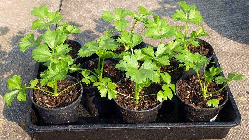 Выращивание кинзы в теплице: правильная агротехника