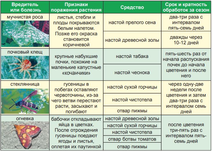 Стеклянница смородиновая | справочник пестициды.ru