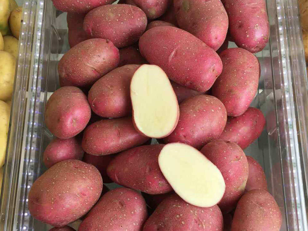 Описание и характеристика картофеля сорта ароза, посадка и уход