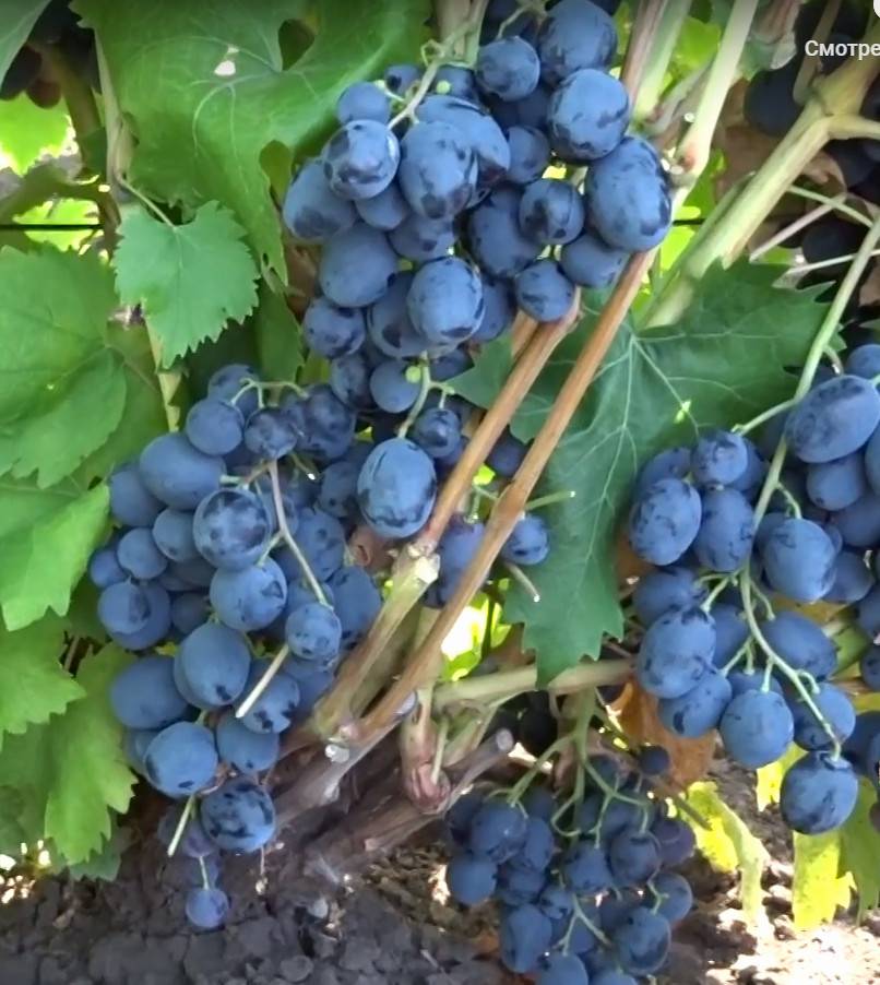 Виноград блестящий: описание и основные характеристики сорта, отзывы о выращивании, посадка саженцев и дальнейший уход