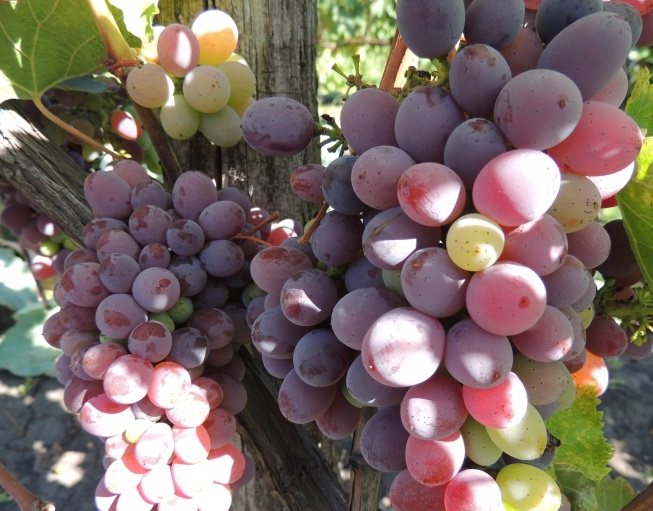 Виноград «вэлиант»: особенности сорта и выращивание