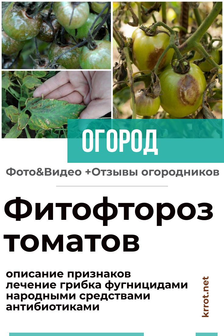Фитофтора на помидорах - причины возникновения и способы лечения