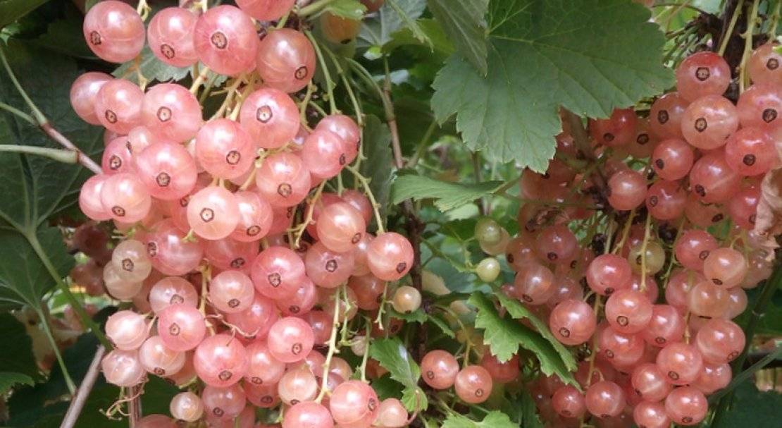 Смородина ролан: описание сорта красной смородины, выращивание - посадка и уход