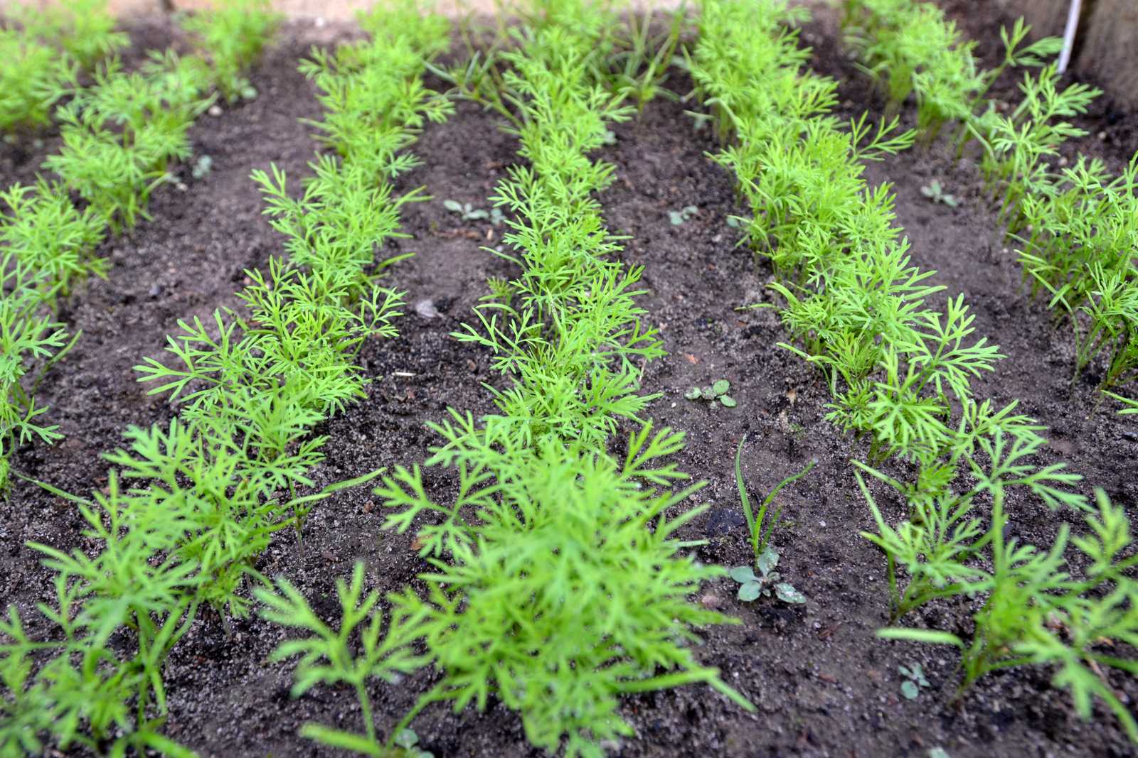 Укроп: выращивание в открытом грунте. секреты и советы по уходу за укропом