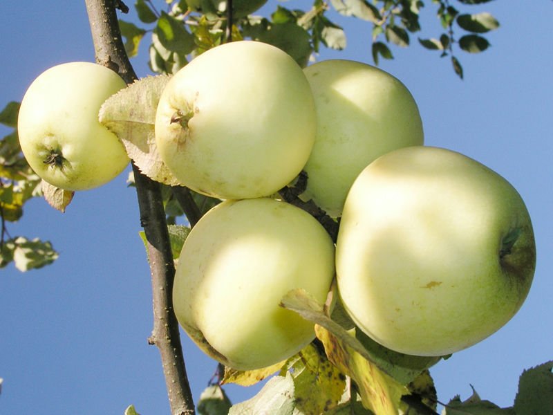 Описание сорта яблони коричное полосатое: фото яблок, важные характеристики, урожайность с дерева