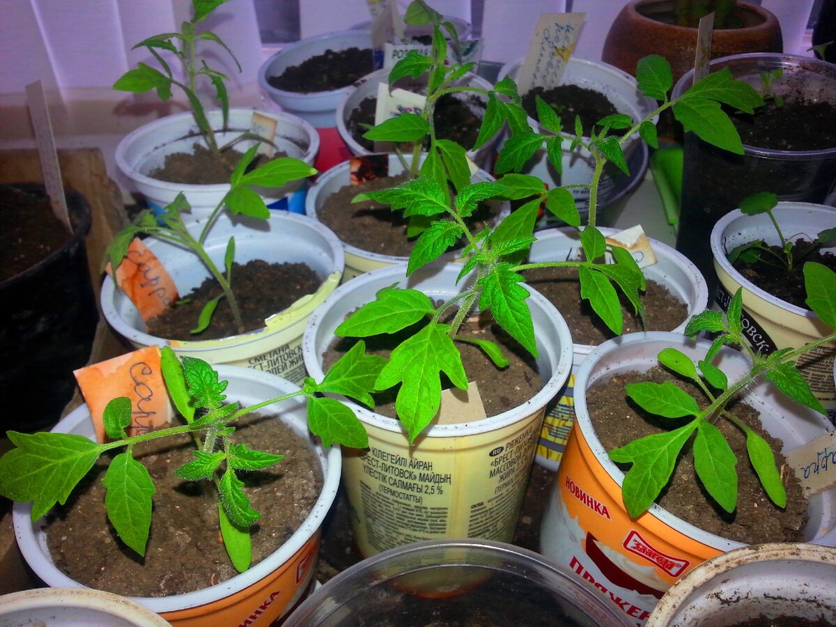 Выращивание томатов без пикировки: посадка, уход