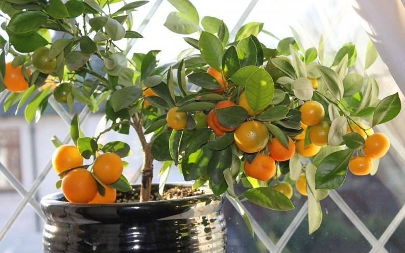 Как посадить мандарин и вырастить дерево в домашних условиях