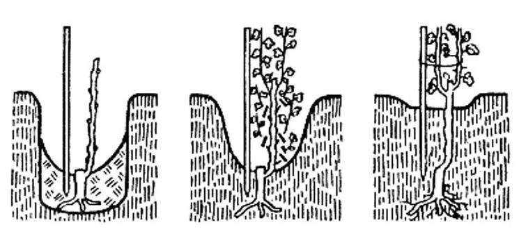 Схема посадки винограда весной саженцами в открытый грунт в средней полосе россии