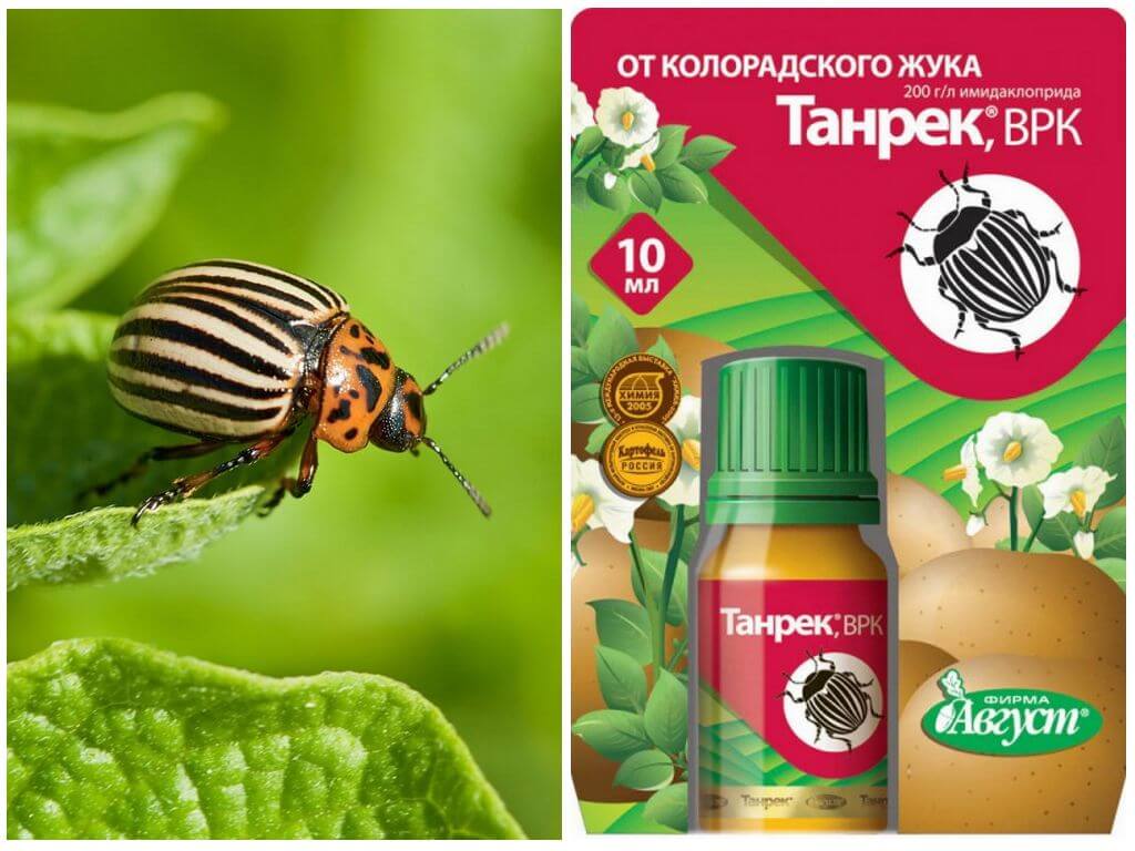 «жукоед» — для эффективной борьбы с колорадским жуком — ботаничка.ru