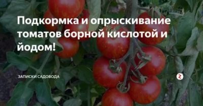 Борная кислота для помидоров: стимулирование завязей