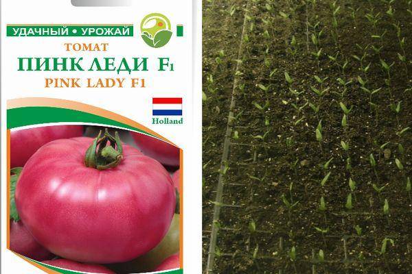 Описание томата Пинк Леди и выращивание голландским способом