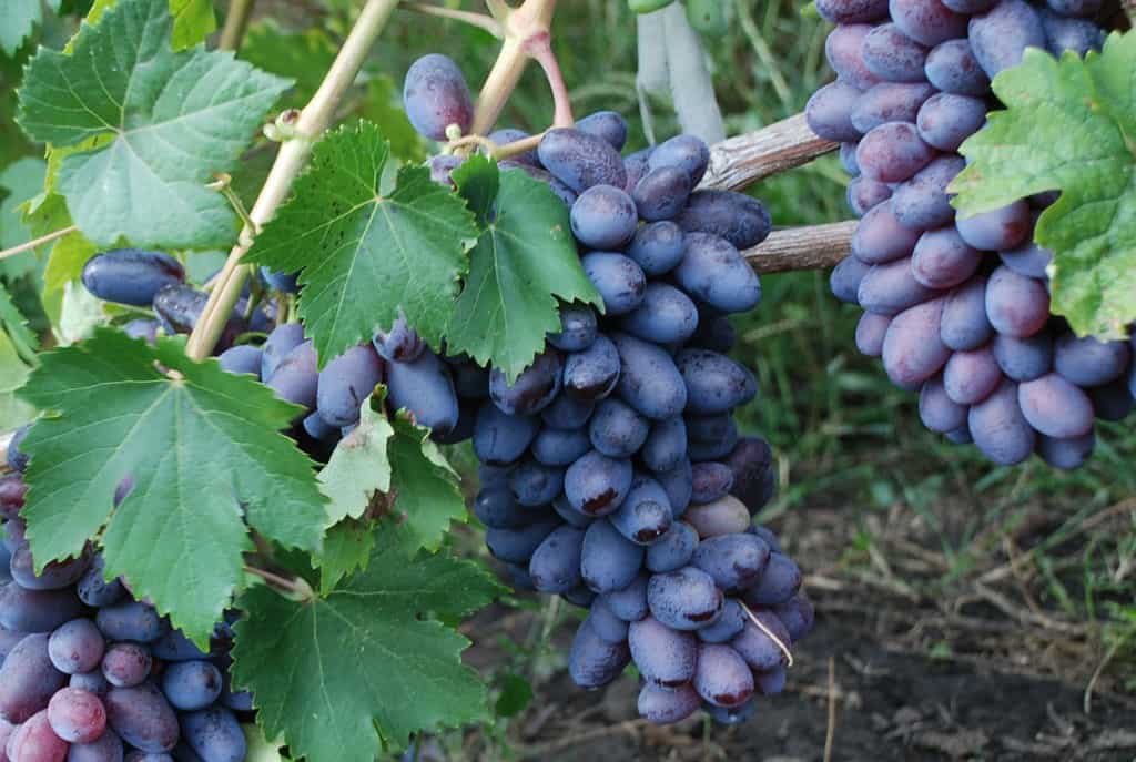 Виноград байконур: история, внешний вид, товарные и вкусовые качества плодов + особенности посадки и выращивания и фото