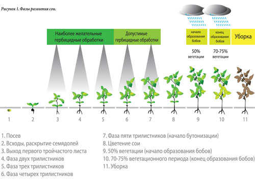 Горох фазы роста и развития фото