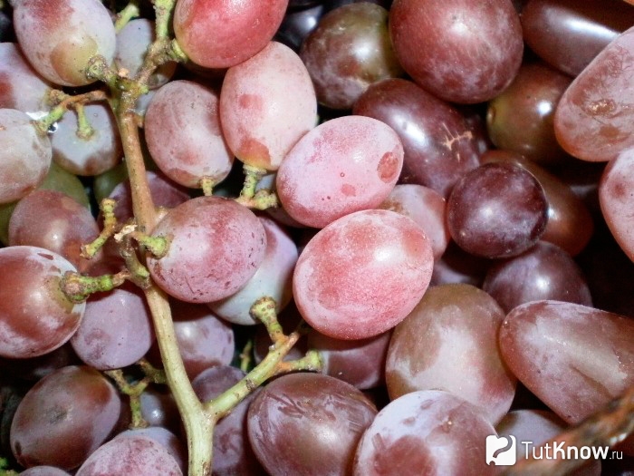 Виноград эффектной расцветки красотка, внешние признаки и правила культивирования