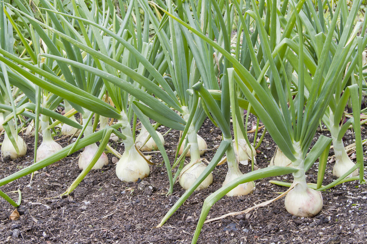 Специфика технологии выращивания озимого чеснока