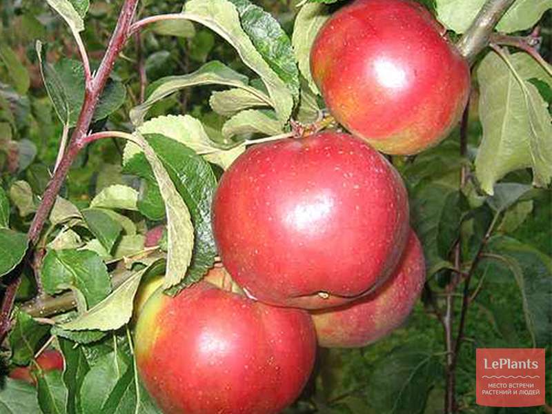 Выращивание яблони белорусское сладкое