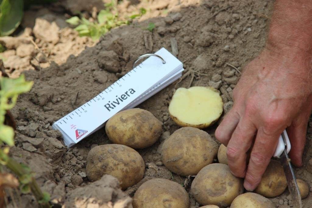 Сорт картофеля "ривьера": характеристика, описание и фото, а также выращивание картошки и уход за ней