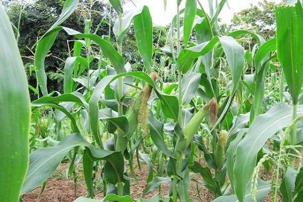 Норма высева кукурузы на 1 га в кг в открытый грунт на огороде, посадка и уход на дачном участке, а также когда и как сажать семена на даче в средней полосе?