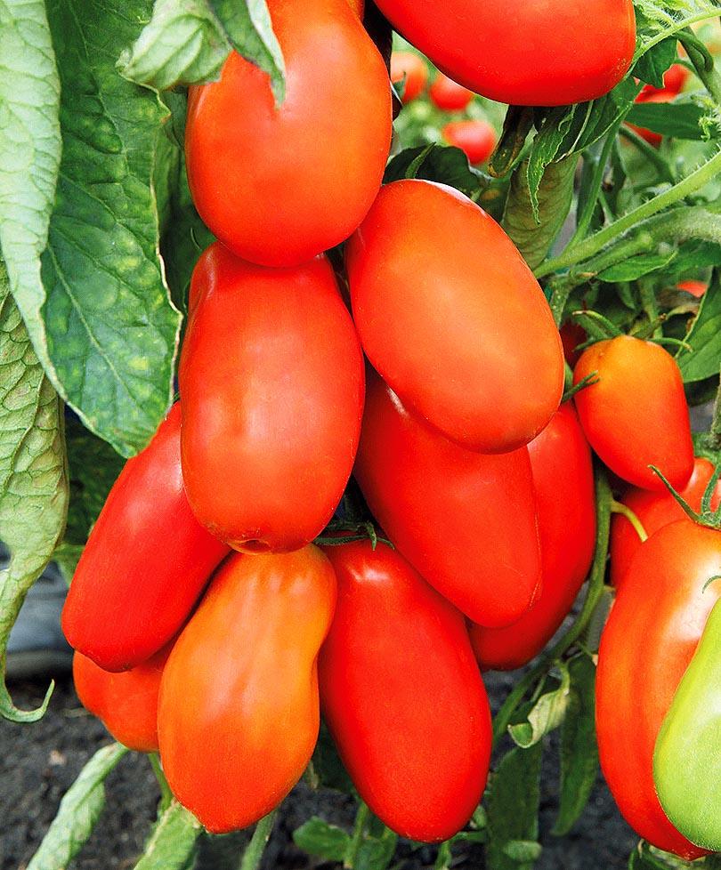 Крупноплодные помидоры «гулливер»