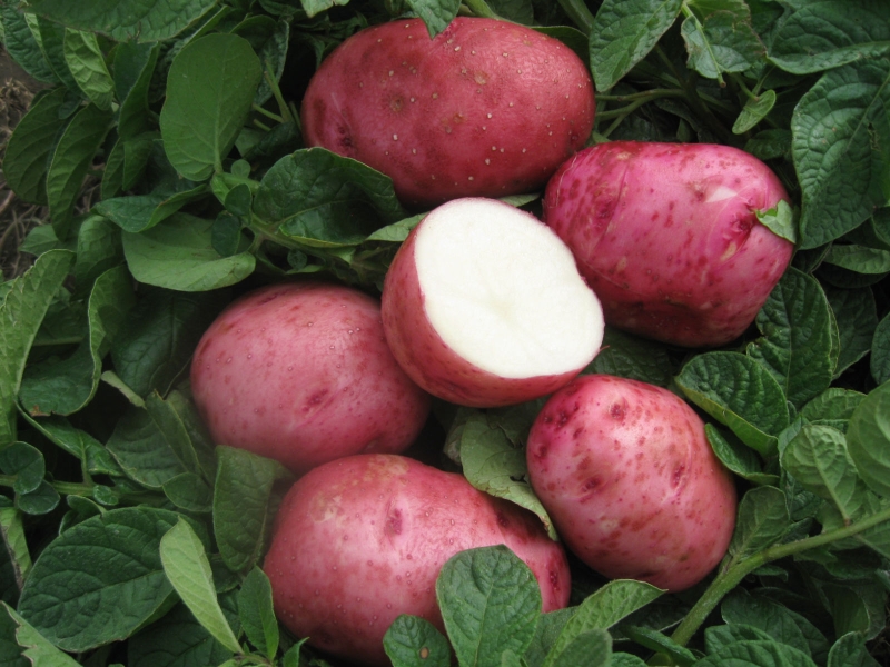 Сорт картофеля беллароза: характеристика и описание, посадка и уход