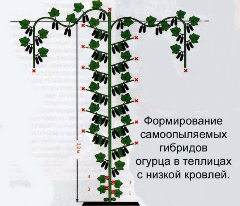 Формирование огурцов – как правильно формировать огурцы в теплице, пасынкование и прищипывание