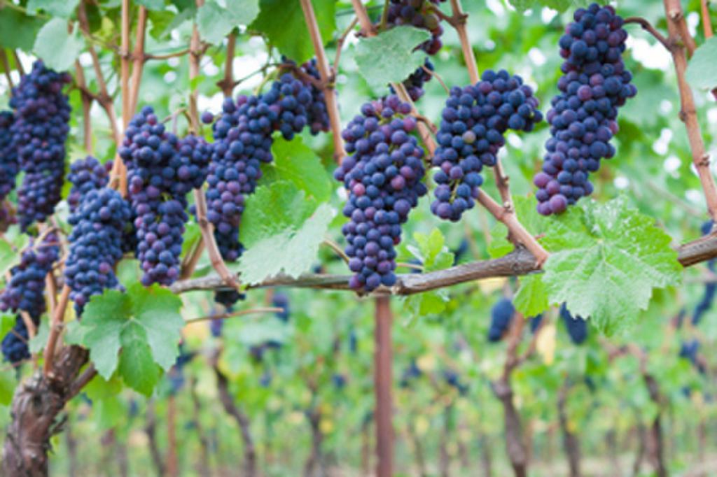 Винограда "вэлиант" (отважный) - особенности сорта, характеристика и описание гроздей