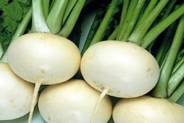 Чудо-овощ - редька дайкон! описание и свойства, сорта и специфика выращивания, а также другие особенности