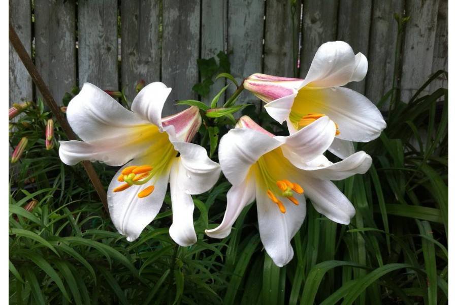 Королевские цветы на клумбе: выращивание лилий в открытом грунте