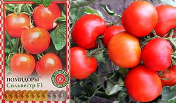 Характеристика сорта помидоров Сильвестр f1, его описание